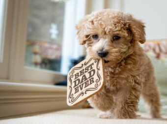 4 + 1 λόγοι για να αγαπήσεις ένα toy poodle – Funny-Περίεργα